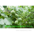 Factory Price Bulk packing Walnut Kernels Light Pieces